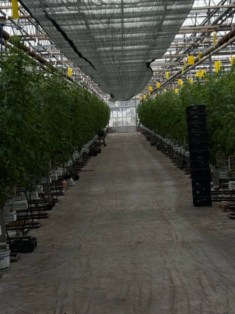 Greenhouse rows under controlled light