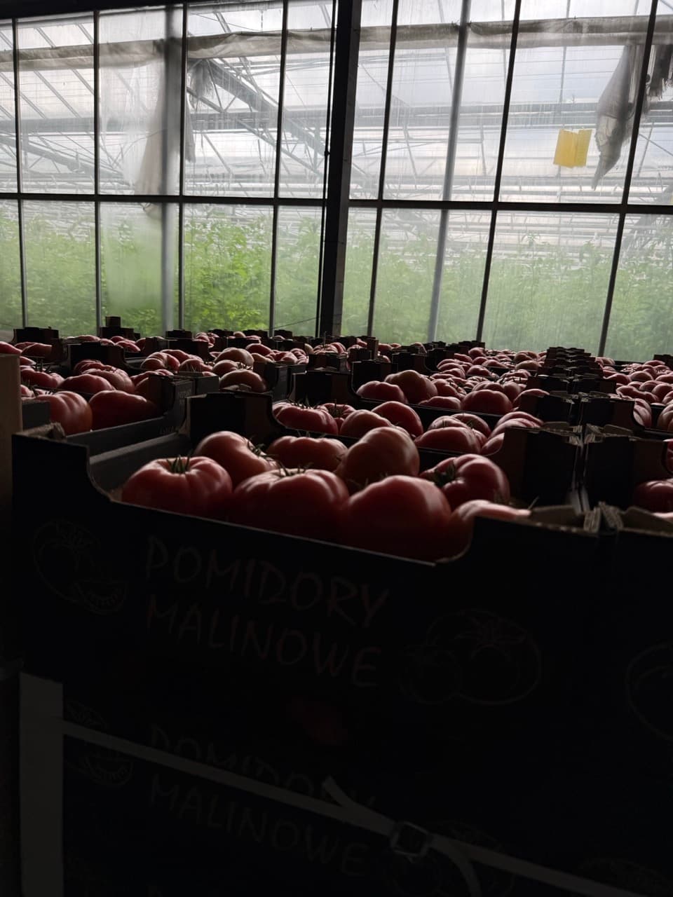 Signature malinowe tomatoes in crates