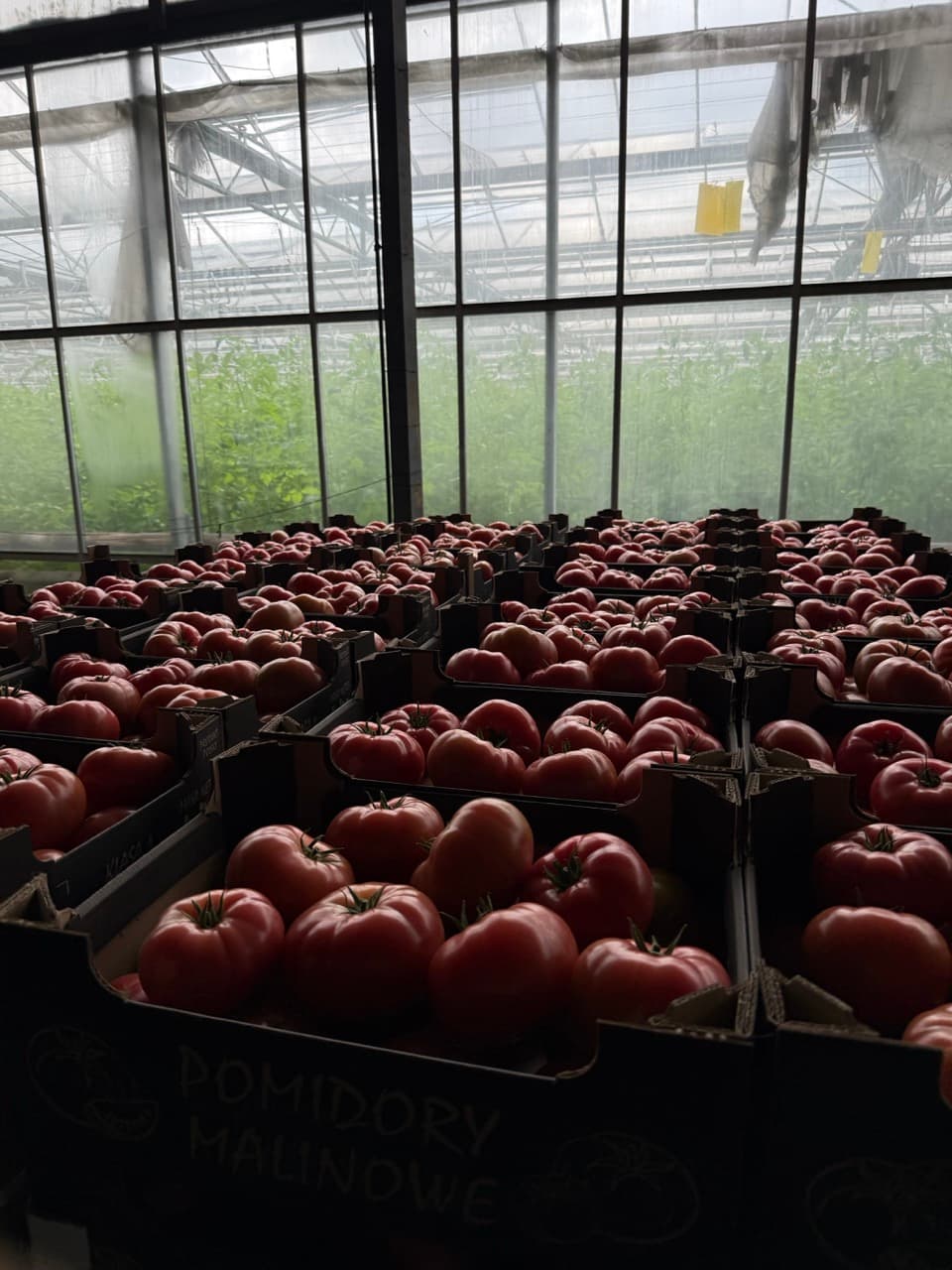 Crates of malinowe tomatoes by the greenhouse window